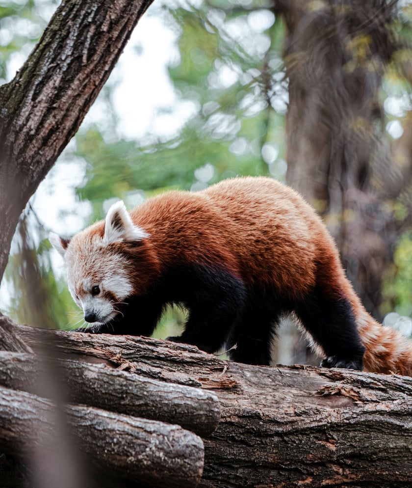Panda ruda - Lian